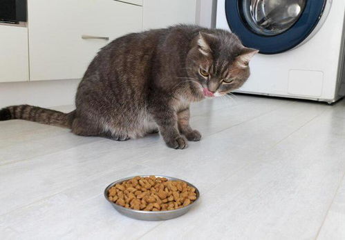 换猫粮猫会拉肚子吗