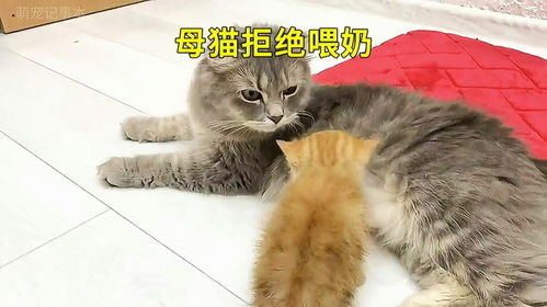母猫多久给小猫喂奶