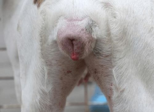 狗狗多久可以繁殖