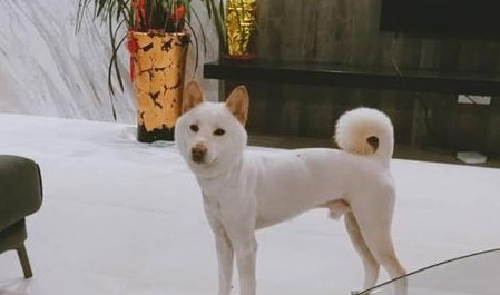 狗有哪些特点和功能
