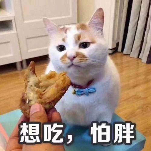 怎么喂猫吃药不吐
