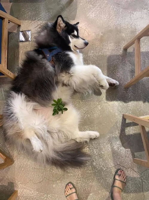 阿拉斯加大型犬体重