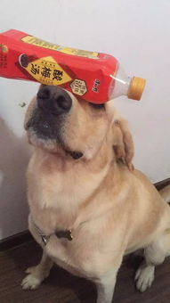 听话的狗狗有哪些