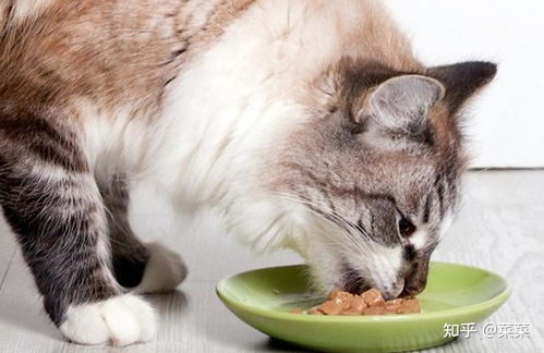 怎么让猫咪有食欲