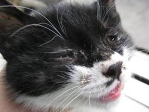 猫鼻支一般多久好