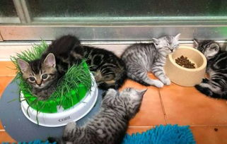 猫草长几天可以吃