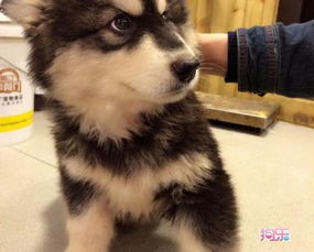 阿拉斯加幼犬鼻子干流鼻涕咳嗽怎么办