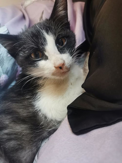 猫不吃饭还吐黄水跟发情有关吗