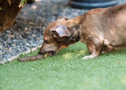 狗肚子显怀了估计啥时候下狗崽-