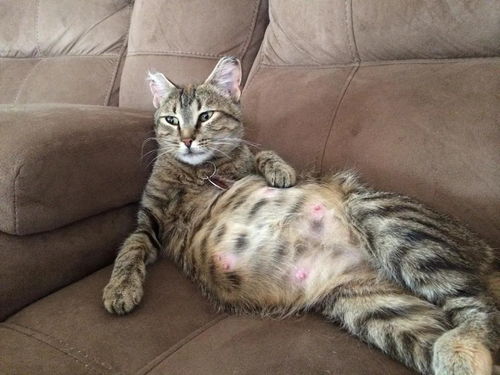 母猫产后乳头肿胀怎么办