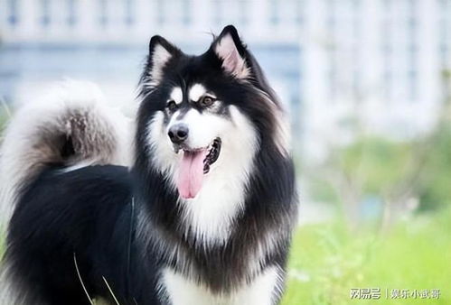 萨摩耶能吃还是阿拉斯加能吃