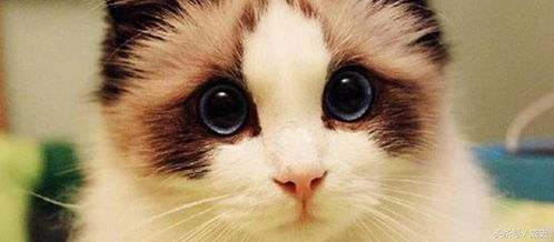 布偶猫咪体重