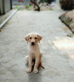 拉布拉多犬几个月驱虫