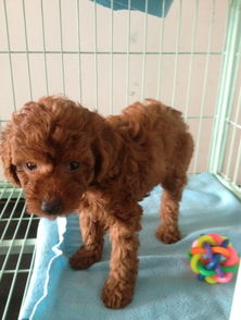 泰迪犬的身高体重