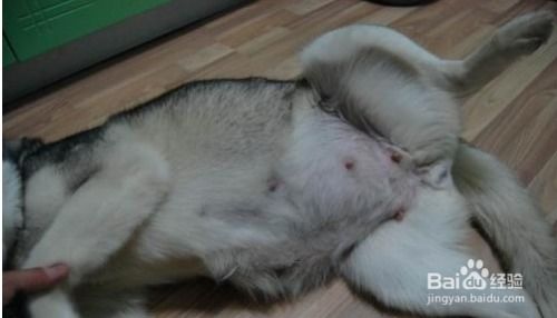 狗狗怀孕多少天加食
