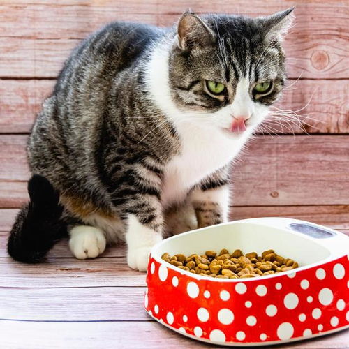 猫粮成年猫吃多少