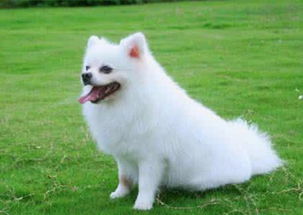 博美幼犬体重增长标准