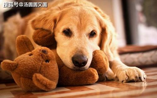狗狗拉稀嘴巴臭