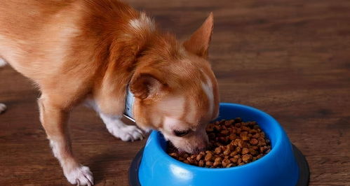 狗吃啥零食