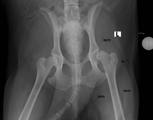 犬类髋关节发育不良