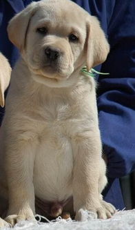 狗狗检测犬瘟怎么检测