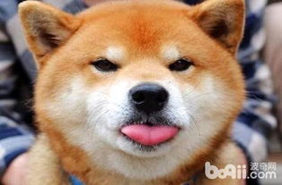 柴犬吃什么胖的快
