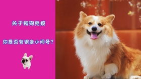 狗能传染给人哪些疾病