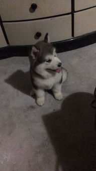 阿拉斯加幼犬几个月立耳