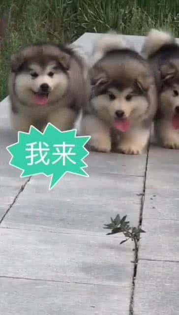 萌萌的阿拉斯加