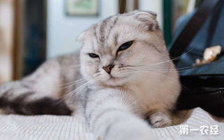 怎么养好折耳猫