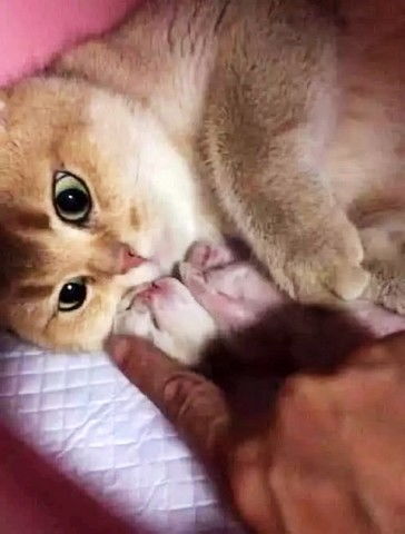 猫猫怀孕多久能生产