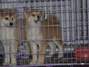 河北哪里有正规犬舍