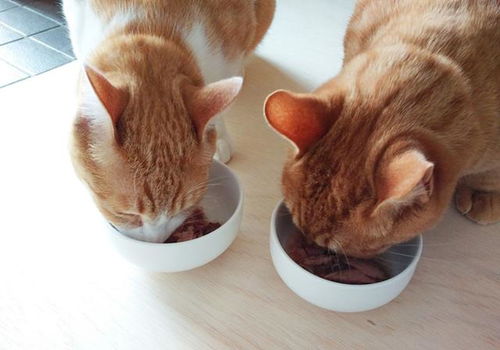 怎样改善猫咪食欲