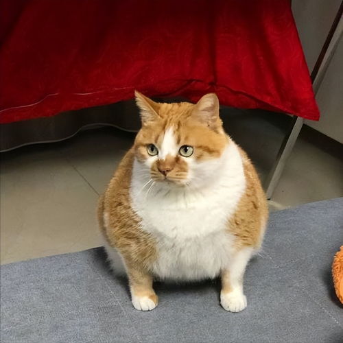 养橘猫要注意什么