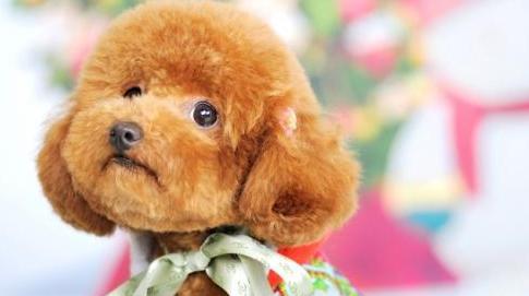 泰迪犬体重以何为标准-
