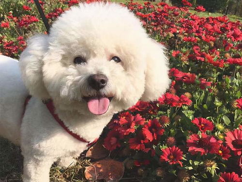 比熊犬 体重