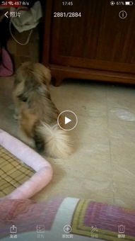 狗狗吐白沫不拉肚子吃什么药