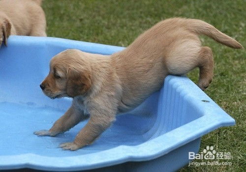 狗狗流产后什么时候可以洗澡