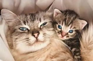 小猫多久能怀孕
