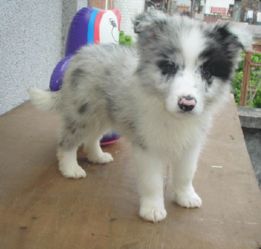 幼犬驱虫期间可以打疫苗吗