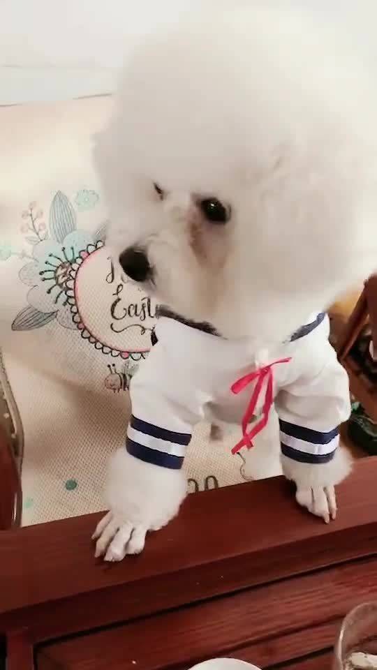 狗狗生完孩子肚子热
