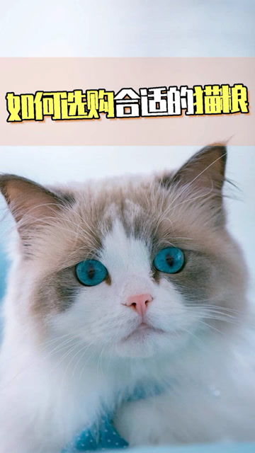 选猫应该怎么选