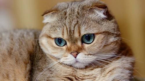 猫咪换毛期食欲不振