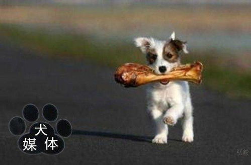 狗体表寄生虫有哪些病
