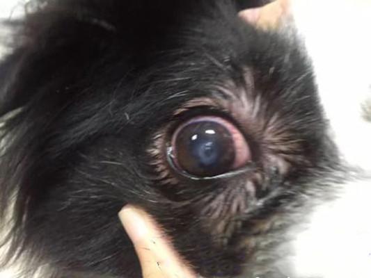 犬角膜炎治好要多少钱