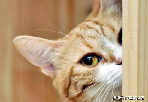猫为什么喜欢亲主人