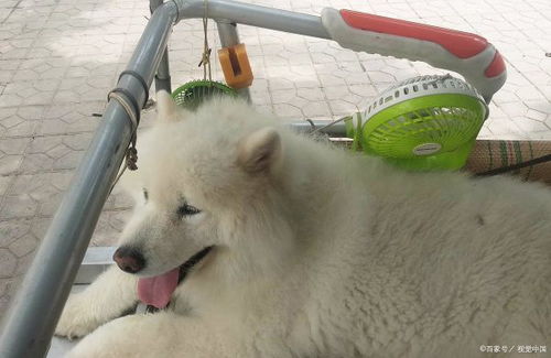 狗疫苗隔多久打一针