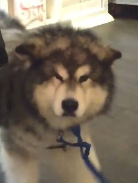 阿拉斯加幼犬每天运动多久
