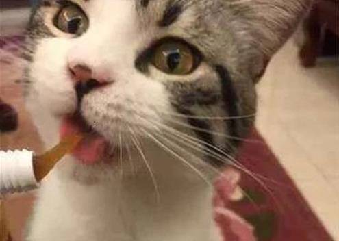 多长时间给猫咪吃一次化毛膏
