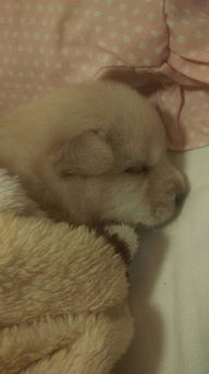 幼犬睡多久醒一次